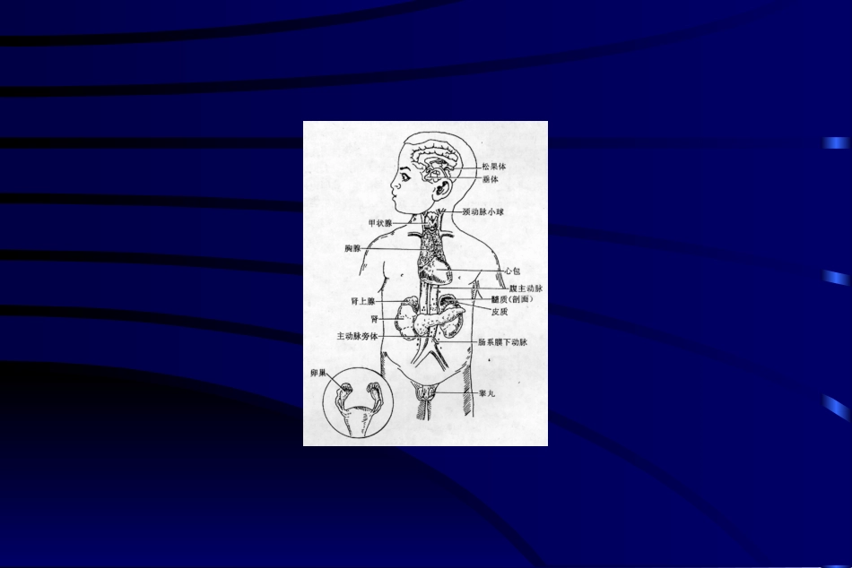 内分泌总论讲解_第3页
