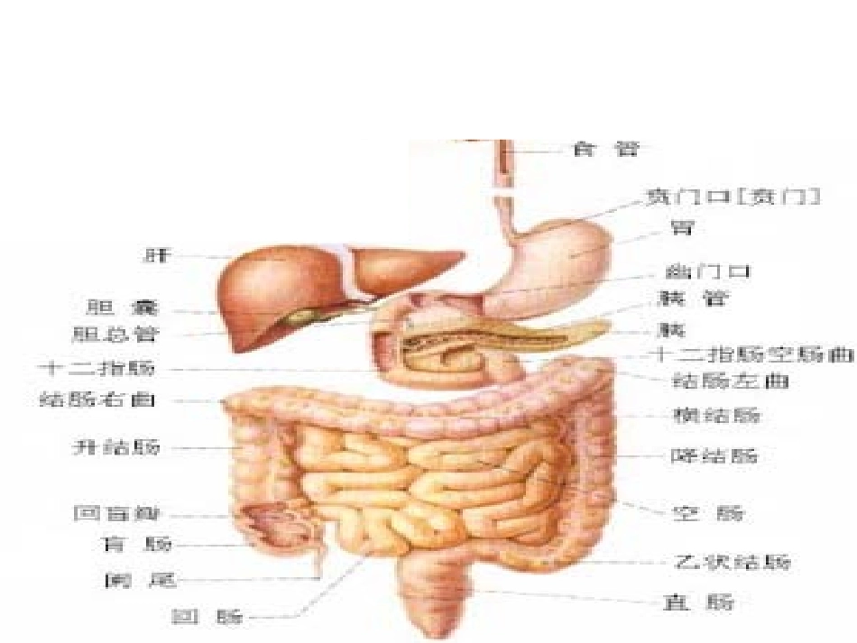 内科学消化系统总论_第3页