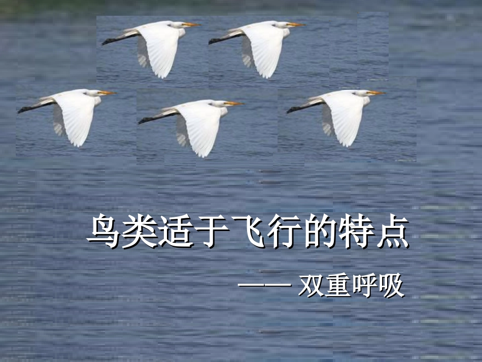 鸟类双重呼吸资料_第1页