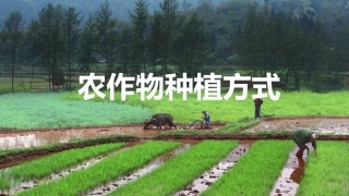农作物的种植方式