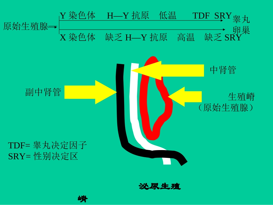 女性生殖器官发育异常概述_第3页