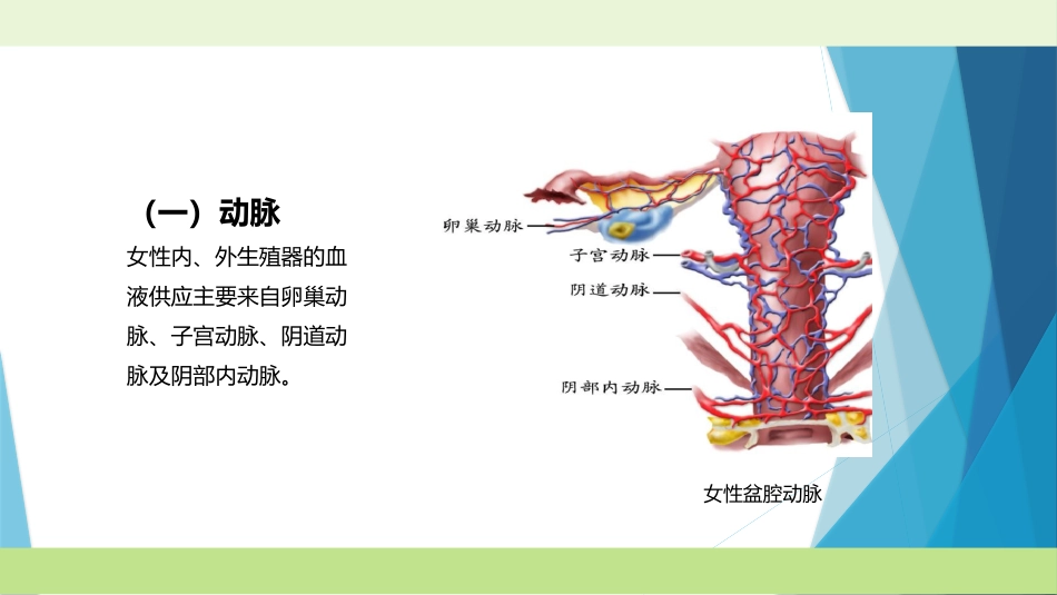 女性生殖系统解剖血管淋巴及神经骨盆骨盆底邻近器官_第2页