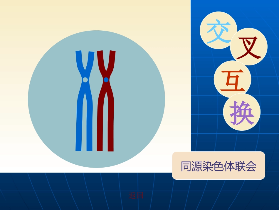 配子中染色体组合多样性_第2页
