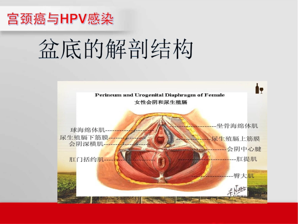 盆底肌症状及治疗_第3页