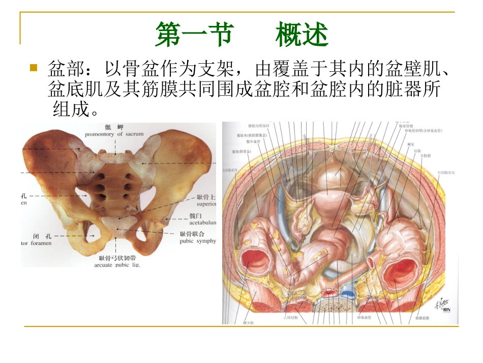 盆筋膜及筋膜间隙_第2页