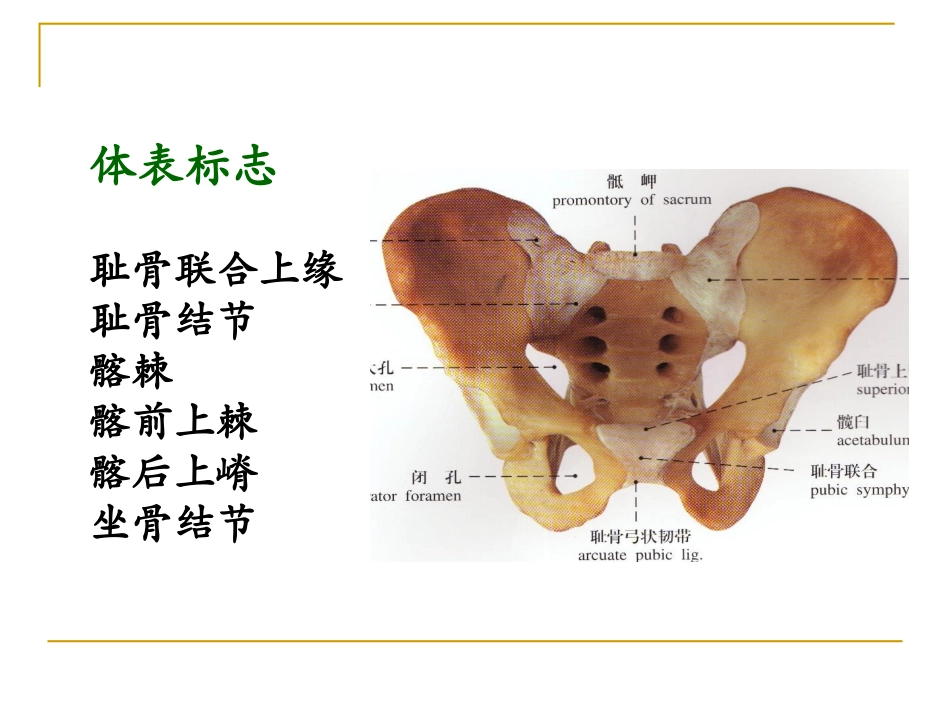 盆筋膜及筋膜间隙_第3页