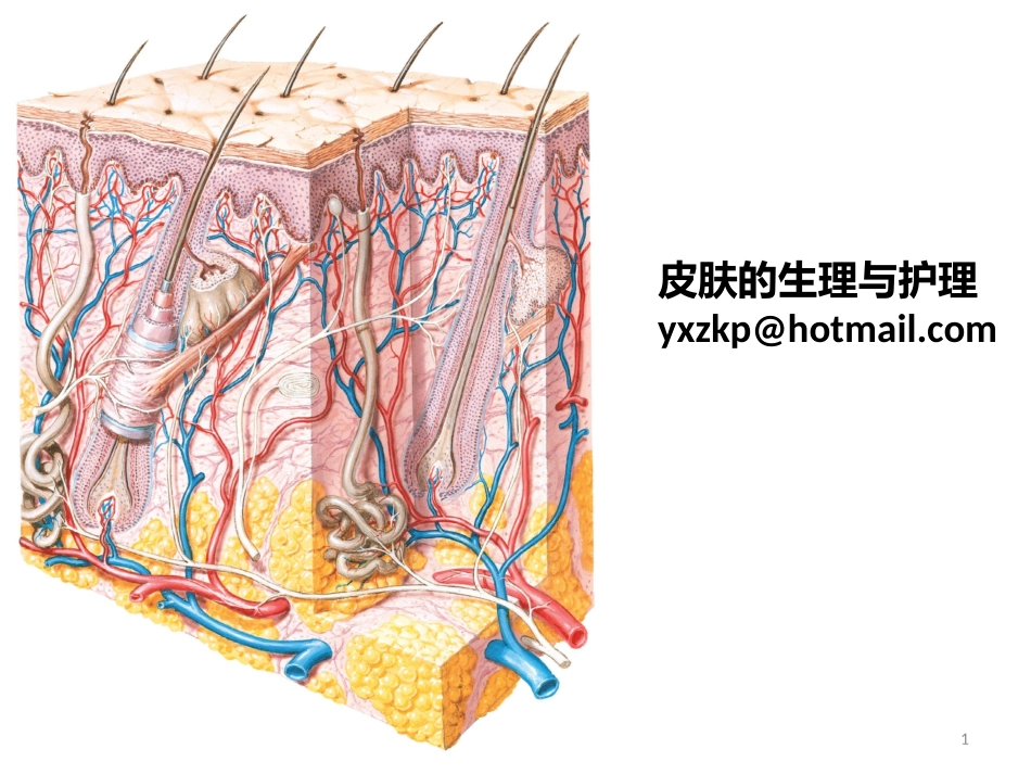 皮肤的日常护理_第1页