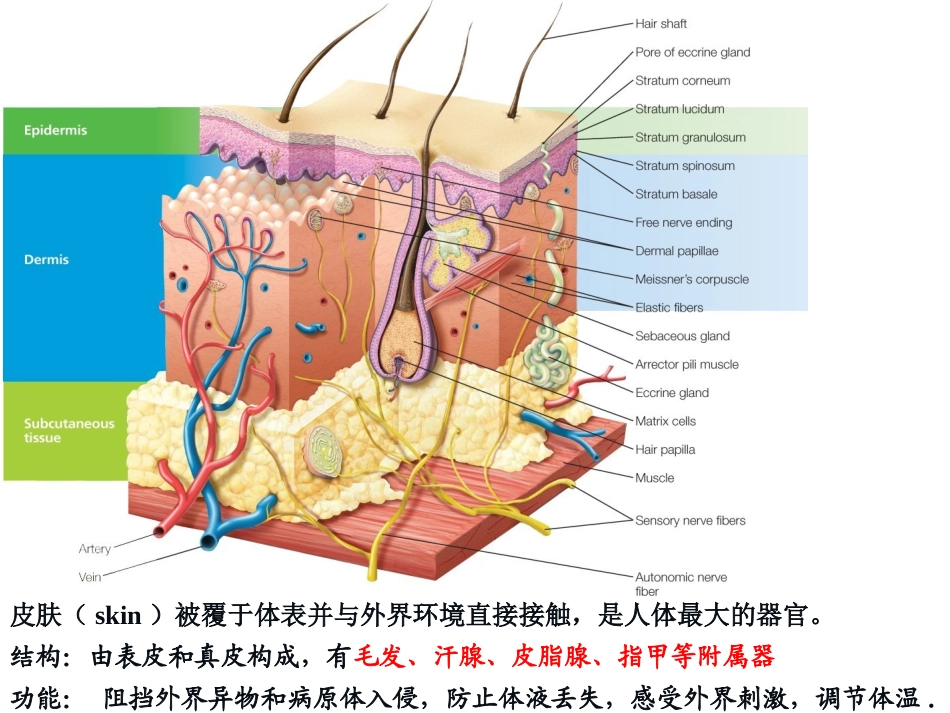 皮肤的日常护理_第2页