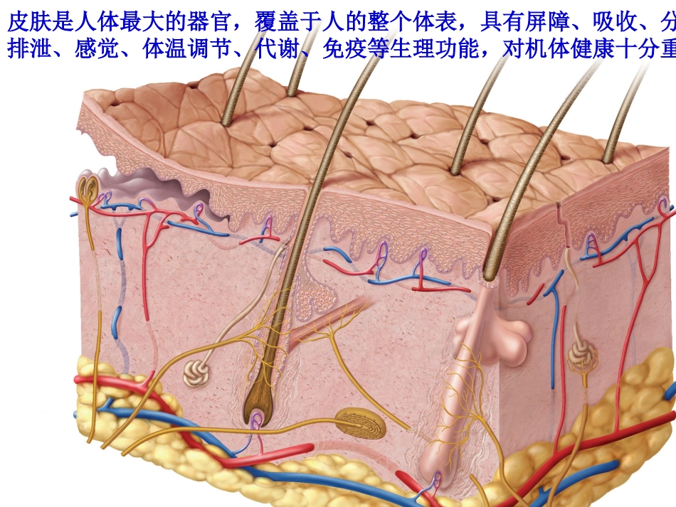 皮肤的日常护理_第3页
