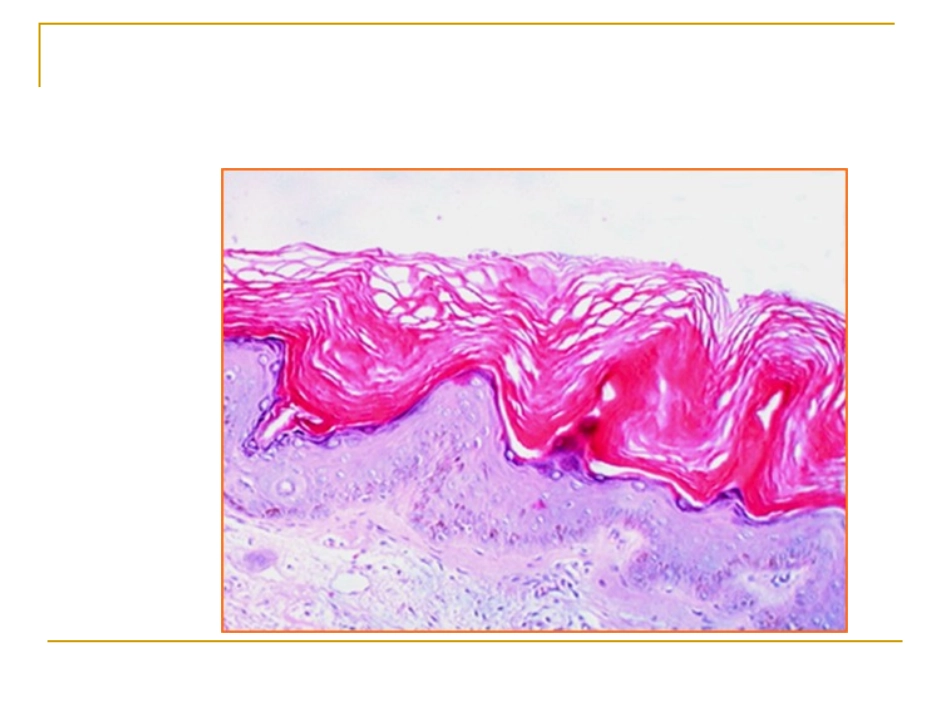 皮肤组织病理_第3页