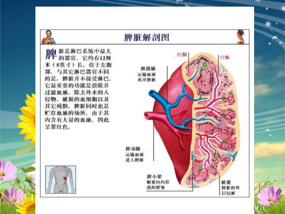 脾破裂的医疗护理讲义_第2页