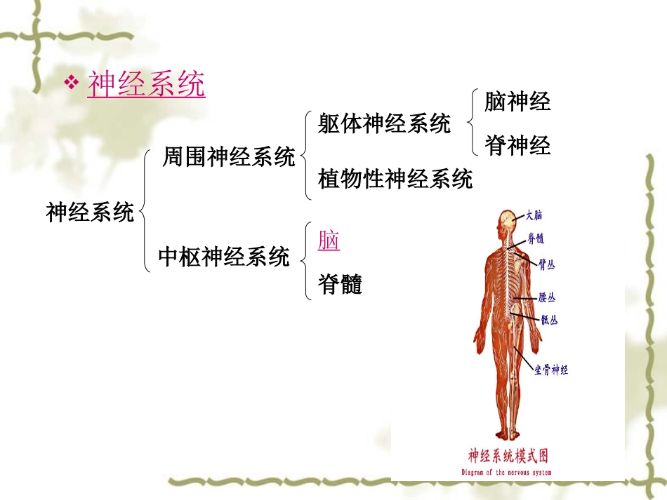 普通心理学第二讲心理的实质_第3页