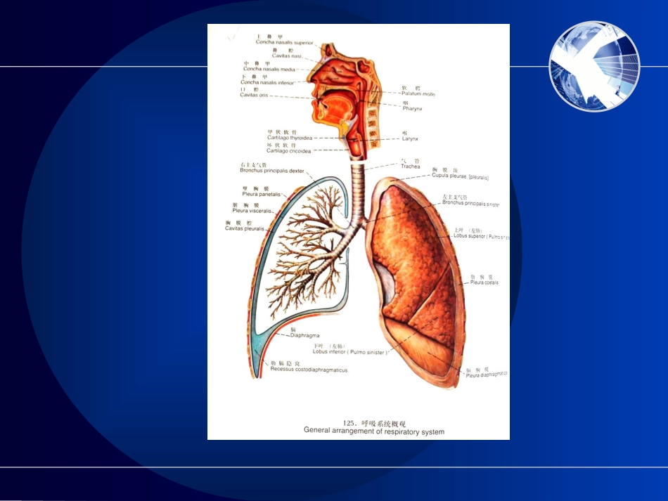 气管支气管断裂伤_第2页