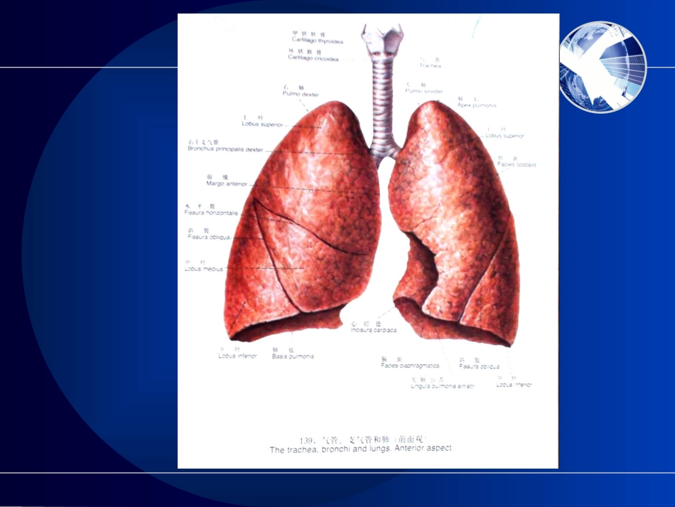 气管支气管断裂伤_第3页