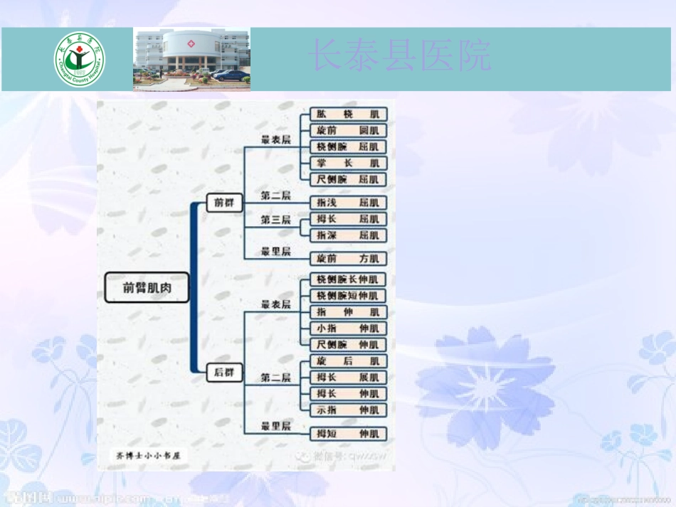 前臂的肌肉神经解剖_第2页
