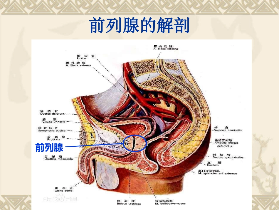前列腺增生患者版宣教_第3页