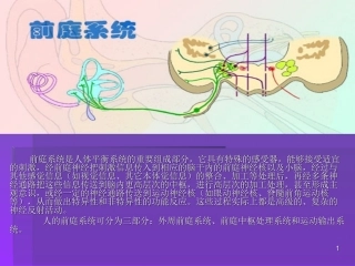 前庭系统医学课件