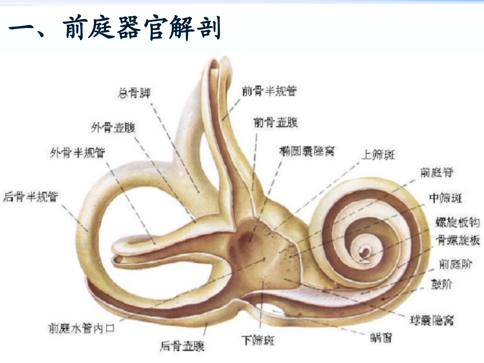 前庭眩晕评估和康复技术_第2页