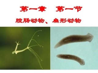 腔肠动物扁形动物
