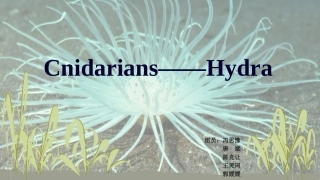 腔肠动物课件