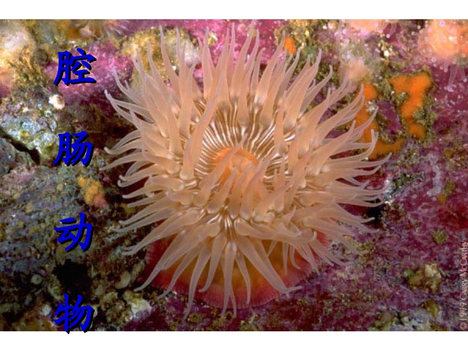 腔肠动物与扁形动物_第3页