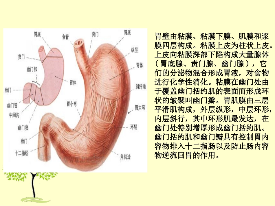 倾倒综合征课件_第3页