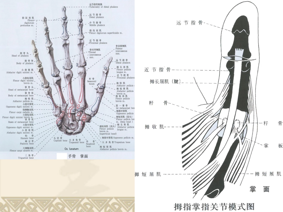 屈指肌狭窄性腱鞘炎课件_第2页