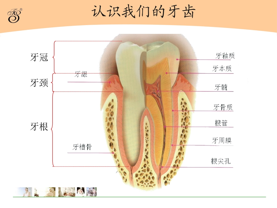 全国爱牙日健康知识讲座_第3页
