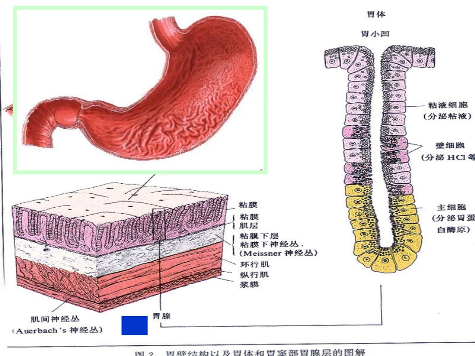 全科慢性胃炎_第3页