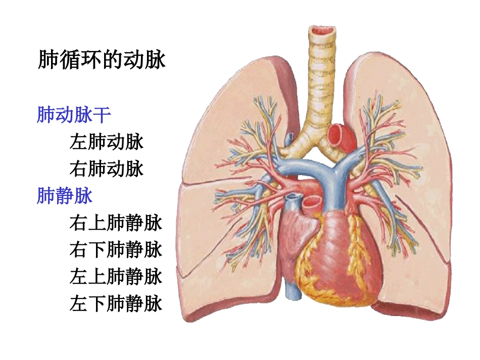 全身动脉解剖_第2页