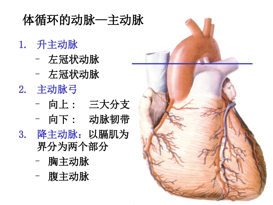 全身动脉解剖_第3页