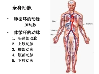 全身动脉解剖