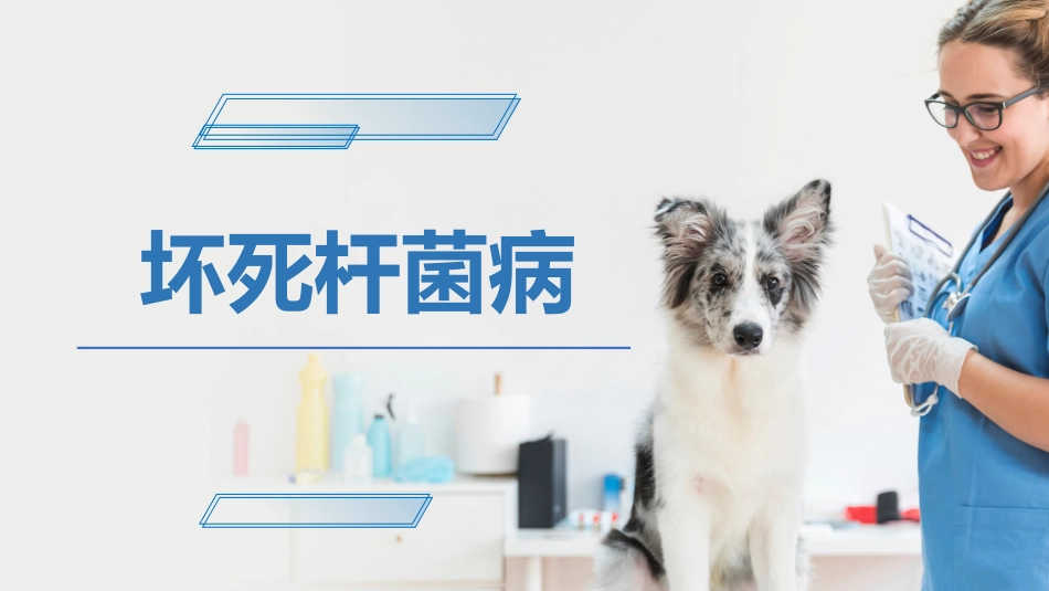 犬猫的传染病坏死杆菌病宠物医生课件_第1页