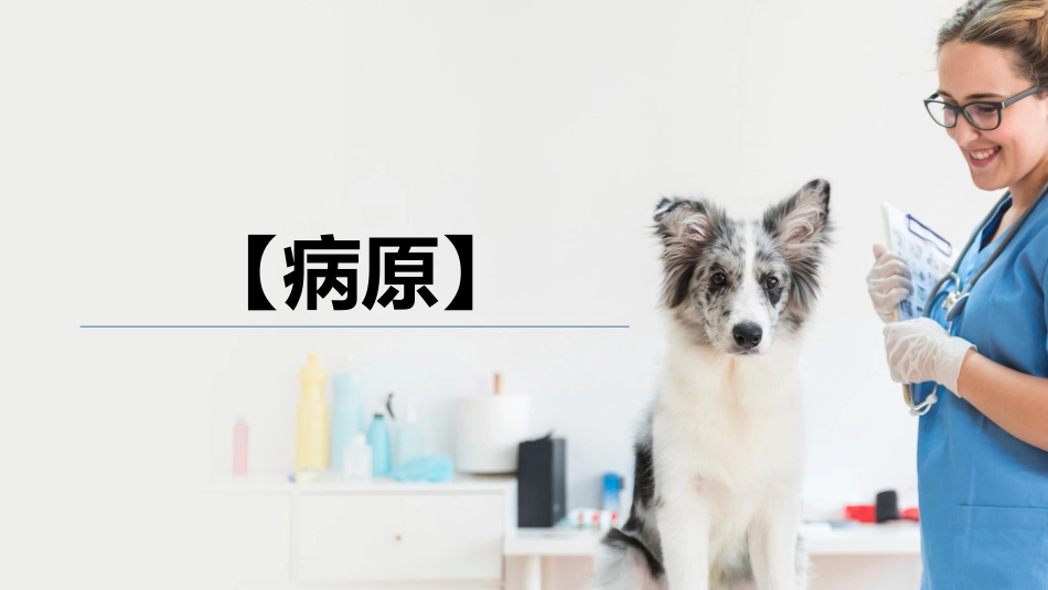 犬猫的传染病坏死杆菌病宠物医生课件_第3页