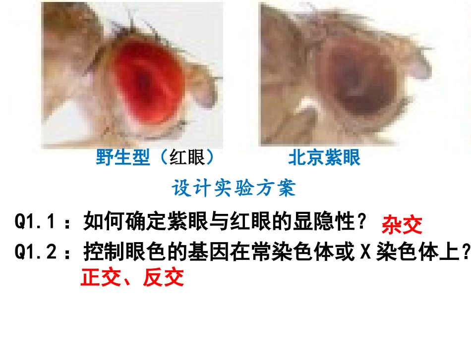 确定基因位置的实验设计_第2页