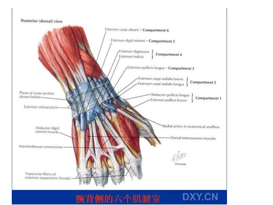 桡骨远端骨折教学大全整理_第3页