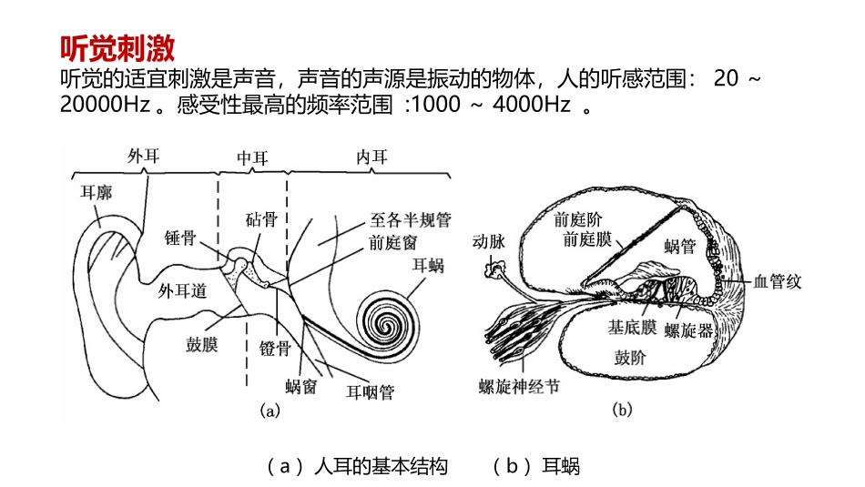 人的听觉感知和设计_第3页