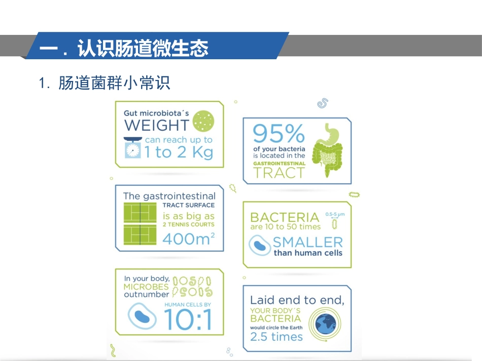 人体肠道微生态和肥胖_第3页