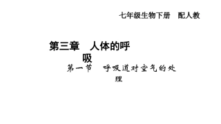 人体的呼吸复习课件