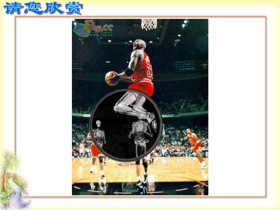 人体的支架骨骼_第3页