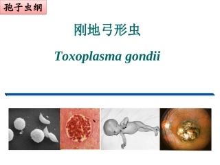 人体寄生虫学弓形虫