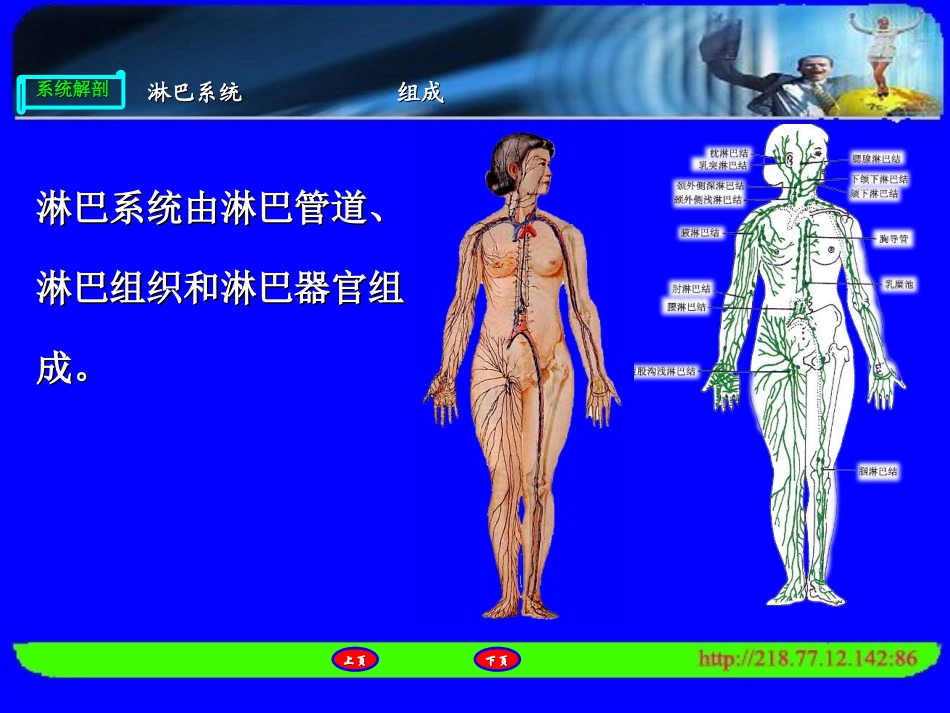 人体解剖淋巴系统_第3页