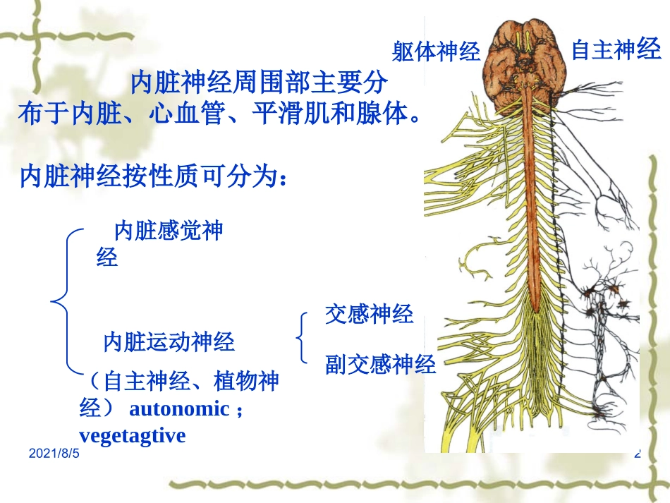 人体解剖学教学课件20内脏神经_第2页