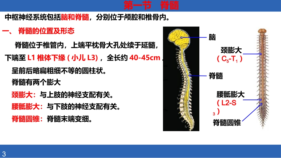 人体解剖学课件脊髓_第3页