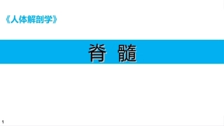 人体解剖学课件脊髓