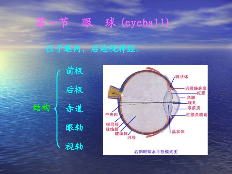 人体解剖学课件视器人卫版_第2页