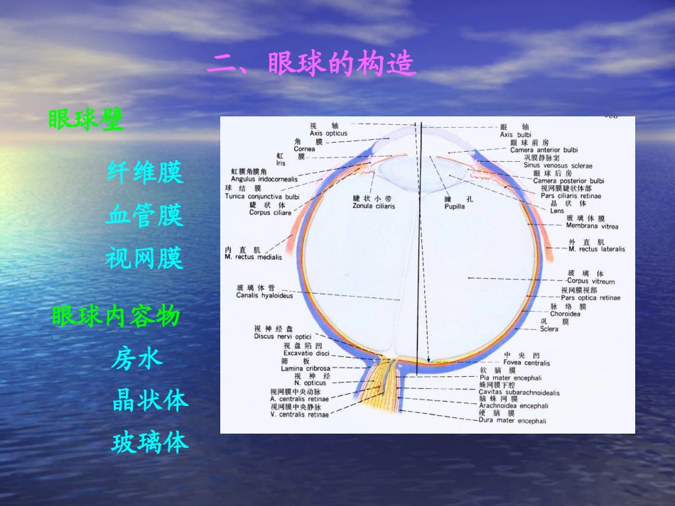 人体解剖学课件视器人卫版_第3页