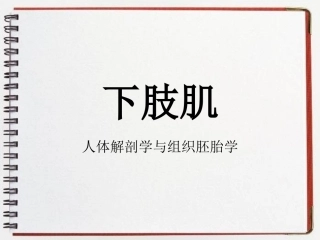 人体解剖学下肢肌