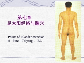 人体经络穴位图谱膀胱经