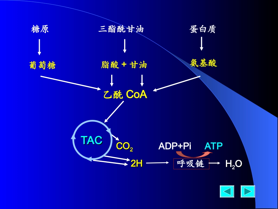 人体内能量代谢_第3页